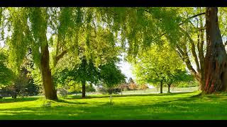 Jack Jezzro - Best of Jack Jezzro [Full Album 2K Visualizer]