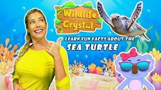 Sea Turtle Facts