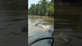 GIANT ANACONDA VS ARMY HELICOPTER (AMAZON JUNGLE)