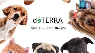 Екатерина Стоцкая. Арома-ветеринария или эфирные масла doTERRA для животных