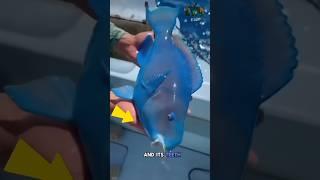 Parrotfish: Reef Artist by Day, Sand Machine by Night.