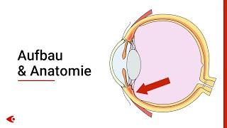 Das Auge - Aufbau und Anatomie