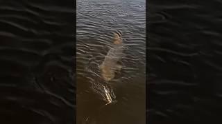 This Musky is a MONSTER 