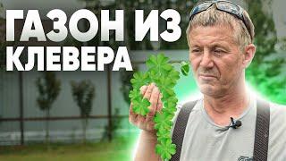 ГАЗОН ИЗ КЛЕВЕРА. Плюсы и минусы газона из клевера на участке.