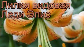 Лилия видовая Леди Элис (lilium)  лилия Леди Элис обзор: как сажать луковицы лилии Леди Элис