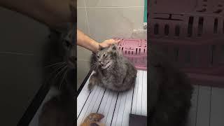 How to deal with angry cat and ferocious cat  part 108