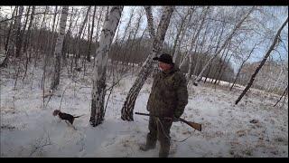 Первая охота по зайцу у щенка эстонской гончей.