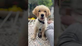golden retriever ️ #puppies #doglover #goldenretriever #shorts #ytshorts