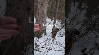 In the Forest Deep | SXS with Tracks | Winter Tours | #whitetaildeer #forestsounds