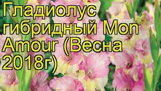 Гладиолус гибридный (Mon Amour). Краткий обзор, описание характеристик, где купить луковицы