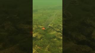 Goldfish ? Yummy yummy ! #pike #fishing #underwaterworld