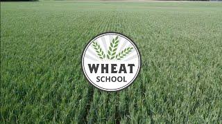 Wheat School: Understanding nutrient uptake for higher yielding winter wheat