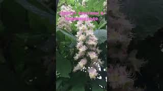 Цветут каштаны в Калининграде