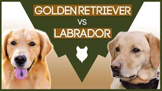 LABRADOR VS GOLDEN RETRIEVER! What's the Difference!?