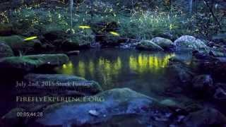 Tennessee Fireflies: Real Time Stock Footage of Synchronous Fireflies (#2)