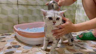 Mint kitten's reaction when bathing