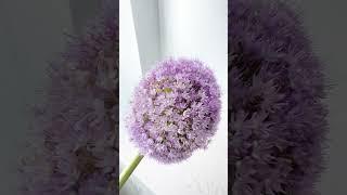 Today’s  #FlowerOfTheDay is the striking and elegant allium!  Onion Flower what?!