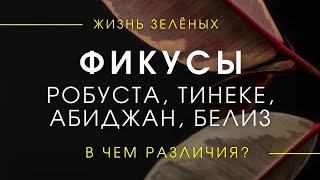 Фикусы Эластика Робуста, Белиз, Тинеке, Абиджан - в чем отличия/Обзор фикусов каучуконосных