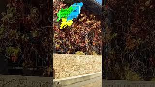 Turvey Park Wagga NSW Australia Dashcam View #australia #australiancity #australiatravel