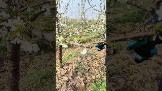 Satisfying Pruning#cherry #tree