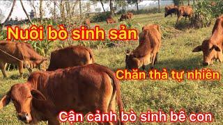 Nuôi bò sinh sản,chăn thả tự nhiên/breeding cows/Quyền Nguyễn Vlog