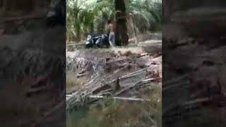 Anak Sekolah Kepergok sama Warga Lagi Berduaan Di Kebun Sawit