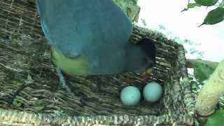 Turaco Hatching at Nashville Zoo