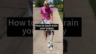 How to teach your puppy to walk on a leash #puppy #bernedoodle #puppytips