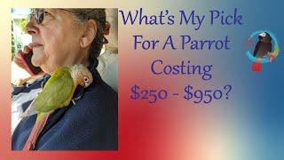 Top #Parrot Choice For Parrots That Cost $250 to $950 USD #Parrot_Bliss #Best_Parrot