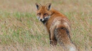 Adorable and funny red fox at hunt./Очаровательная и забавная рыжая лиса на охоте.