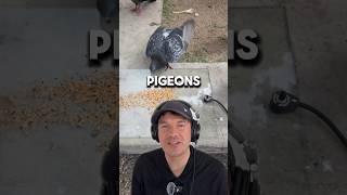 This was intense  | #Shorts #birds #pigeons