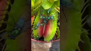 This Is How Venus Flytrap Catches Insects.