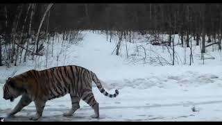 Siberian tiger Ockarik, the legendary bear killer