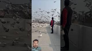 #pigeon #kabootar #kabutar #birds #funny #shortfeed #youtubeshorts #shortvideo #trendingshorts