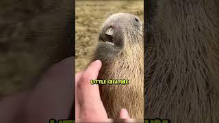 My Favorite Capybara? @TheUrbanRescueRanch