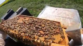 ранний взяток как его взять как сформировать гнездо что бы пчелы пошли в верхний корпус