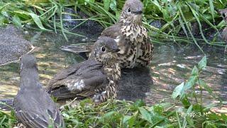 #прямой_эфир общение  с друзьями, дрозды купаются птицы на водопое