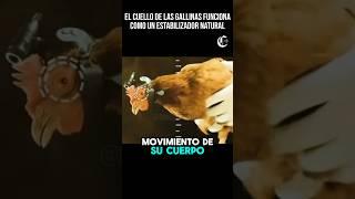  La Magia detrás del Cuello de las Gallinas#ciencia #sabiasque #curiosidades #datoscuriosos #dato