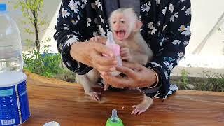 Pity baby monkey waiting mom prepare milk for