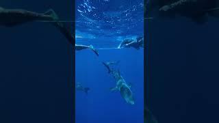 Caught in a shark meetup #shark #ocean #adventure #hawaii #swimming #sharkdiving #walkingsharks