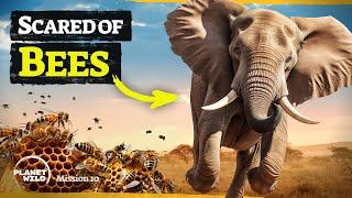 Using elephants biggest fear to save them