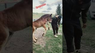 Ат & Адам. #тойырлары #тойәндері #rek #horse #kyrgyzstan #ошснос#мынабий