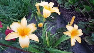 Лилейник Атен . Hemerocallis Aten .