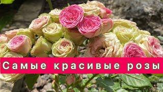 Самые красивые розы моего сада