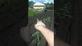 Сажаю помидоры в открытый грунт Пенза 20.05.25 #огород #помидоры #теплица #дача #дядявитя