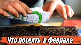 Что посеять в феврале на рассаду Сроки посева семян Советы для дачников и огородников