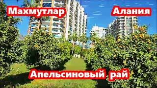 Алания. Прогулка по  Махмутлару (Mahmutlar). Комплекс Азура Парк (Azura Park). Аланья