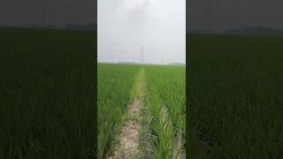 #agriculture #bengalivillagevlog #trendingshorts #nature#naturelovers #india#independenceday