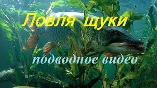 Подлёдная ловля щуки