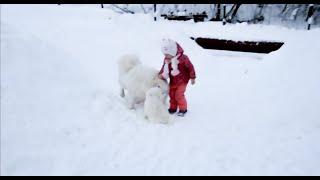 ЩЕНОЧКИ САМОЕДИКИ САМЫЕ МИЛЫЕ, ДОБРЫЕ и ЛАСКОВЫЕ СОЗДАНИЯ! FUNNY SAMOYED PUPPIES video for kids!